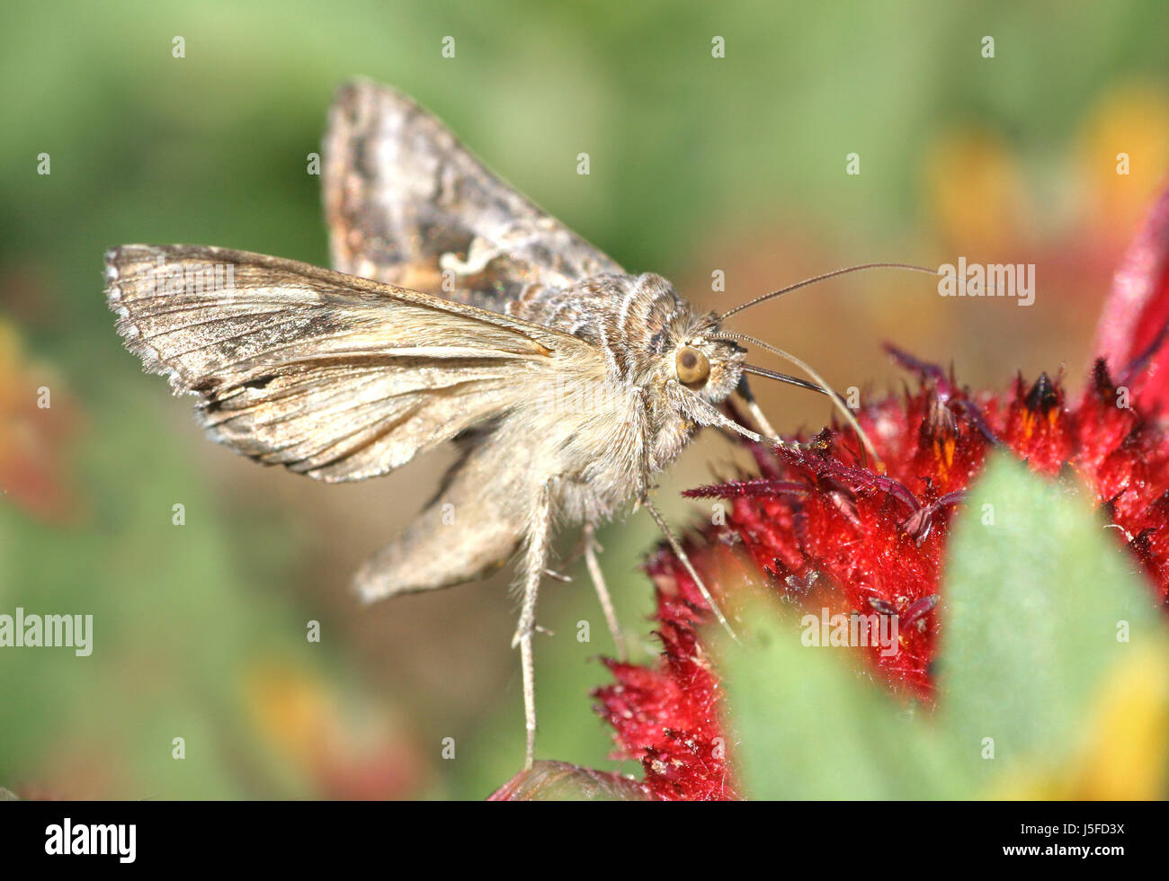 Macro Close-up di ammissione macro vista ravvicinata butterfly moth ventilatori Foto Stock