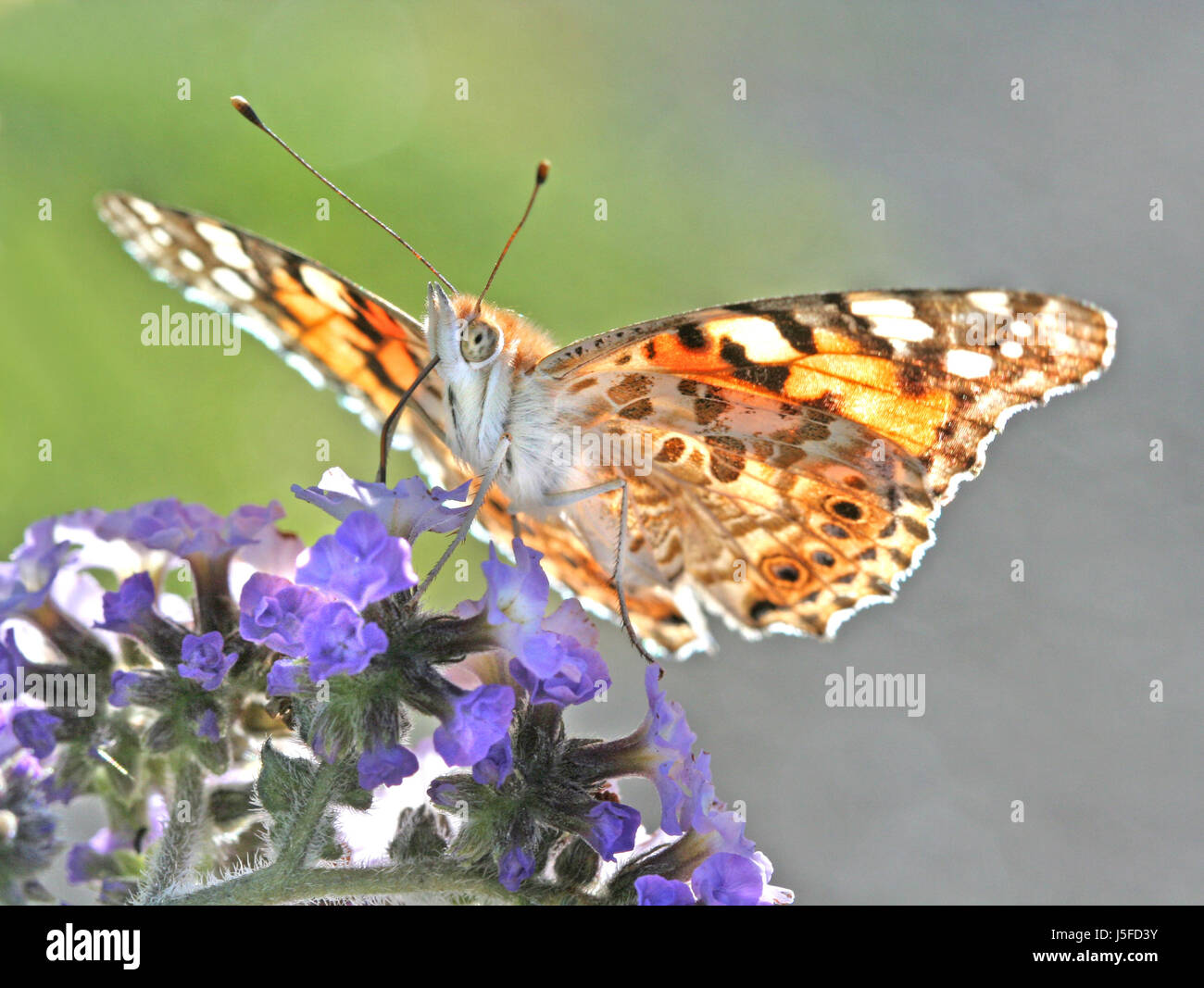 Macro Close-up di ammissione macro vista ravvicinata animale farfalla insetto moth Foto Stock