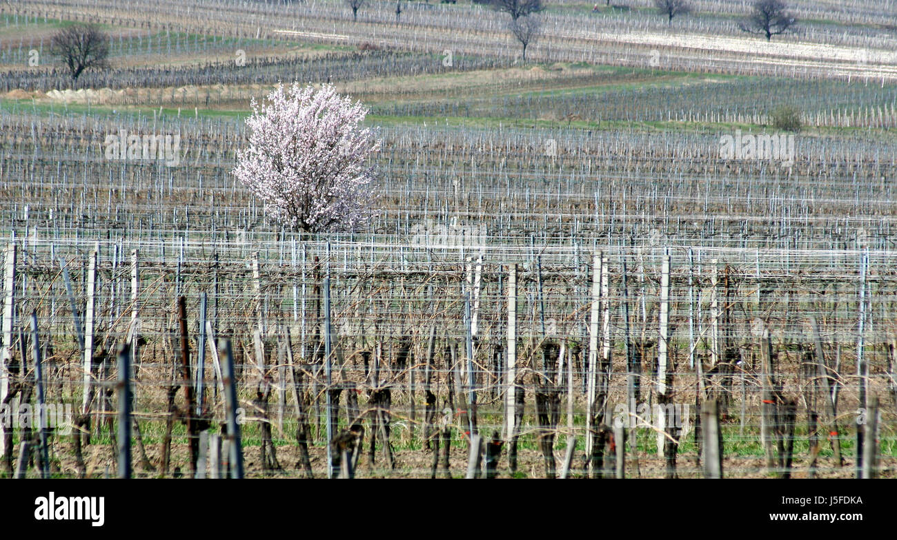 Molla di linee parallele di alberi da frutto di uve comune vigneti Vigna Vigneto obstblte Foto Stock