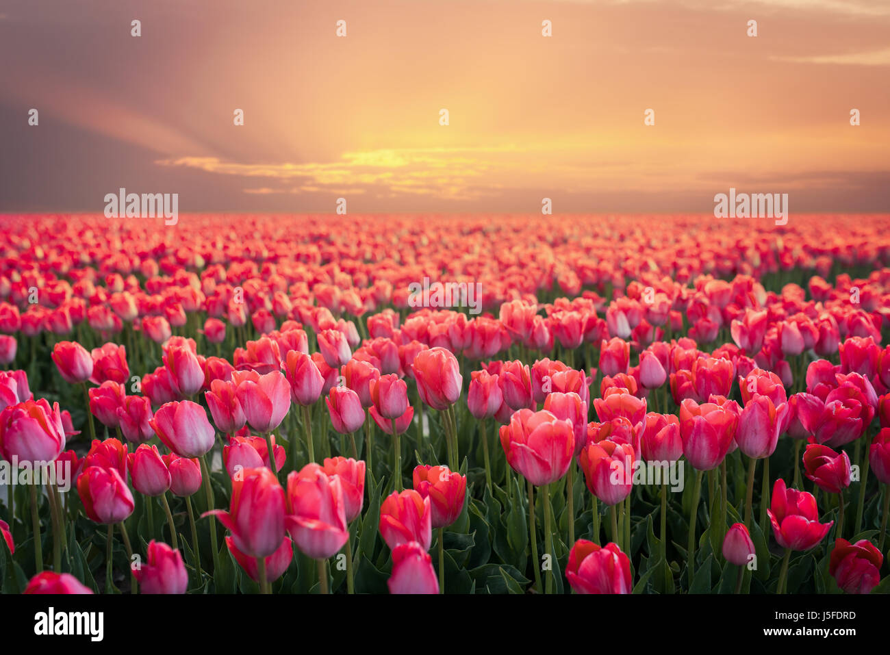 Un paesaggio magico con sunrise oltre il campo di tulipani Foto Stock