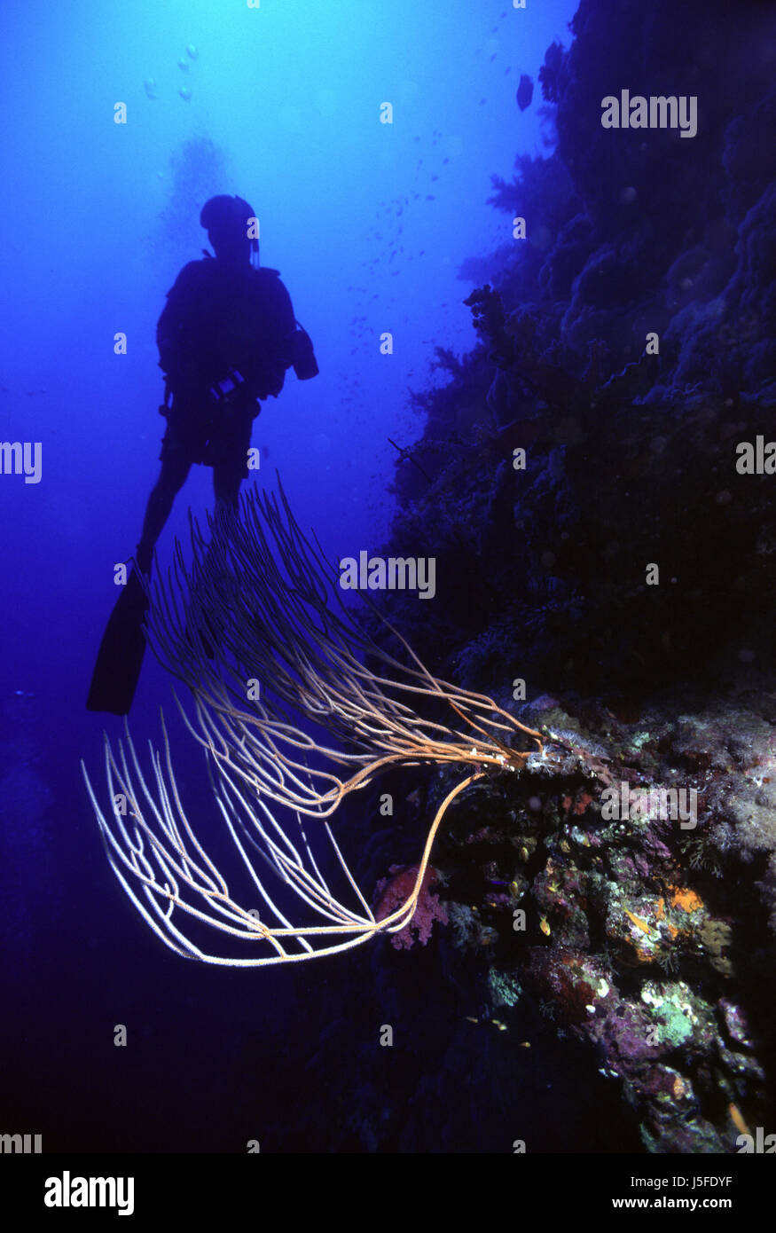 Frusta e coralli subacqueo Foto Stock