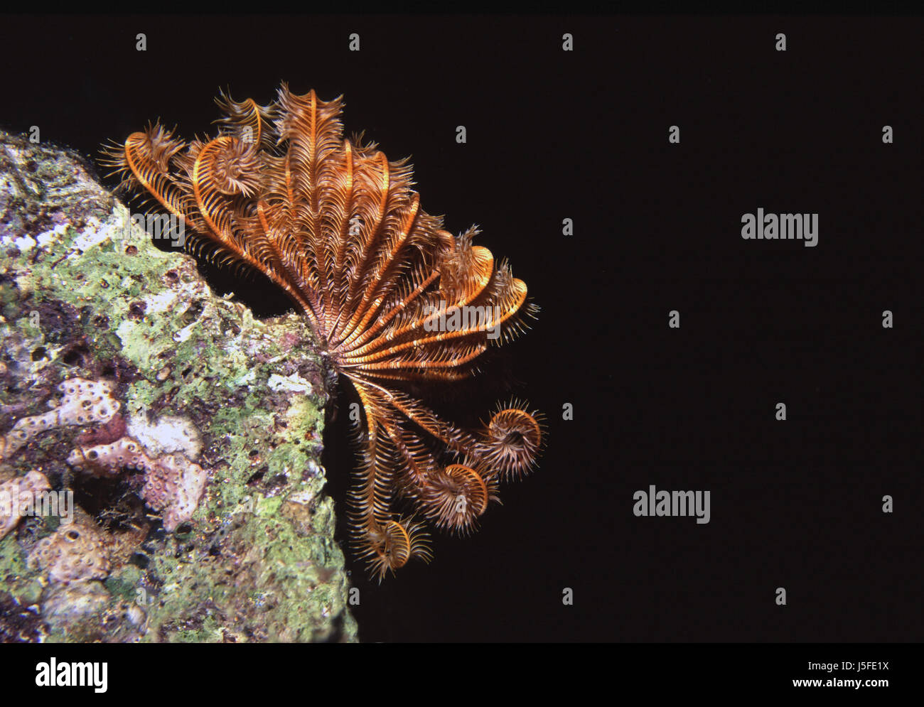 Notte subacquea notturna sale acqua acqua dive saudita starling deep sea Foto Stock
