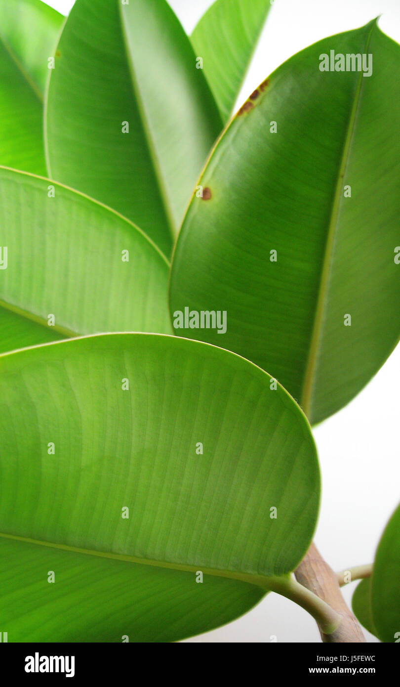 Fig,mano,gomma,gummibaum,ficus,Ficus elastica,maulbeergewchs Foto Stock