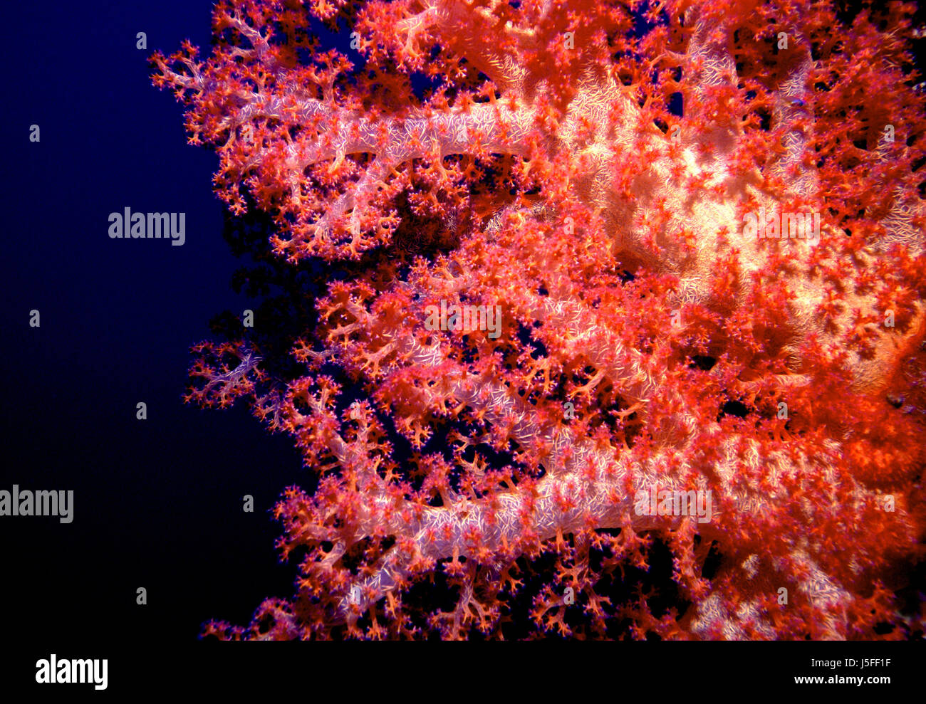 Pesce azzurro profondità profondità subacquea acqua di sale acqua dive saudita plancton profonda Foto Stock