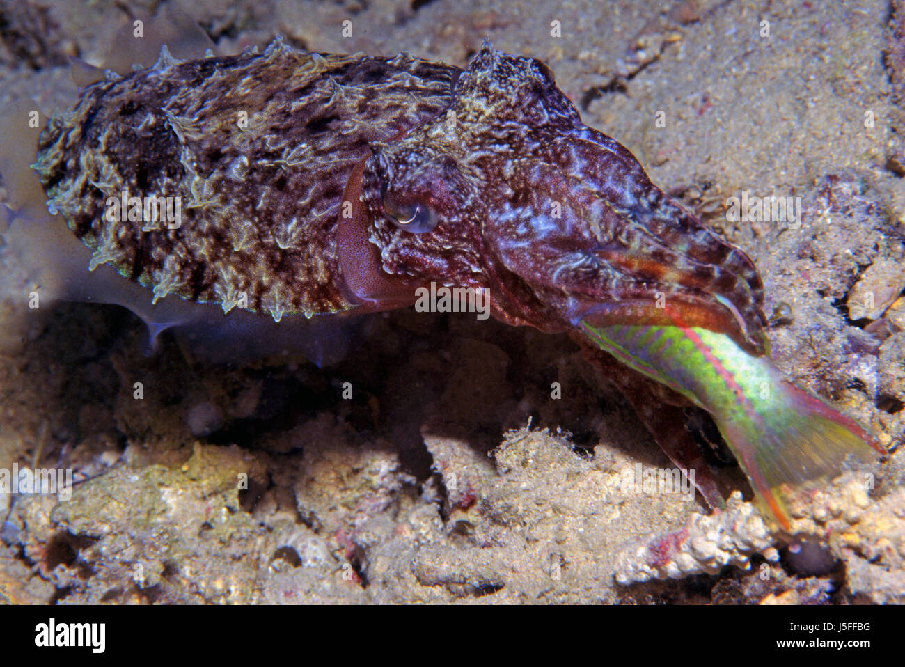 calamari con la preda Foto Stock