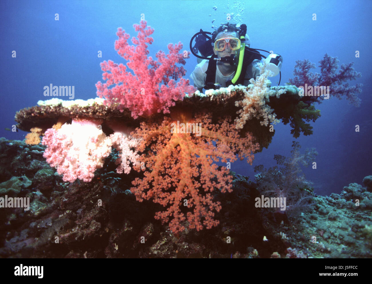 Colore blu stupendo colorate multiformi riccamente colorata subacquea di pesce Foto Stock