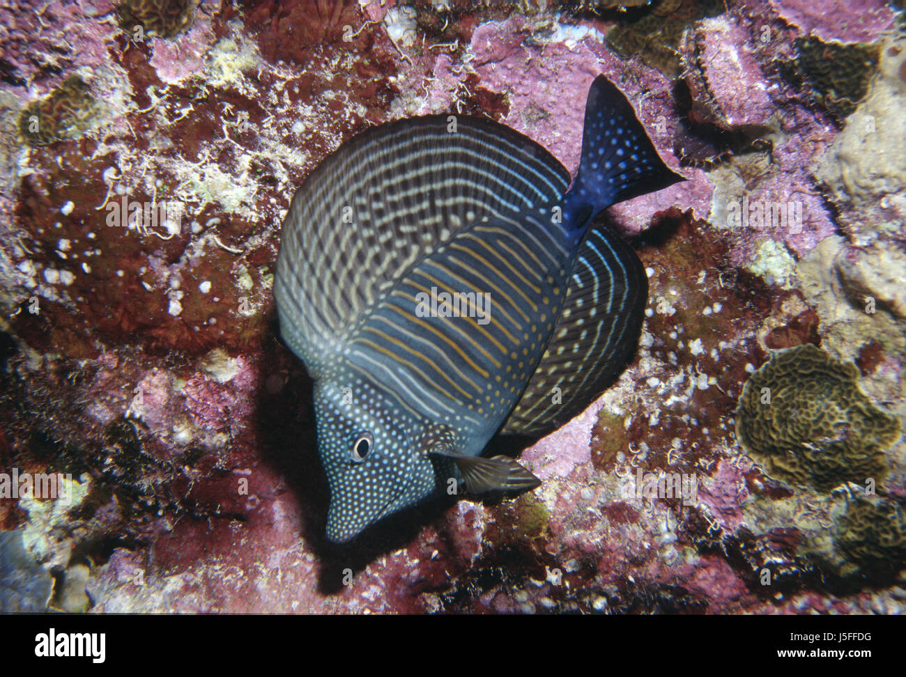 Pesce sale subacquea acqua acqua dive saudita profonda alghe di mare oceano mare rosso Foto Stock