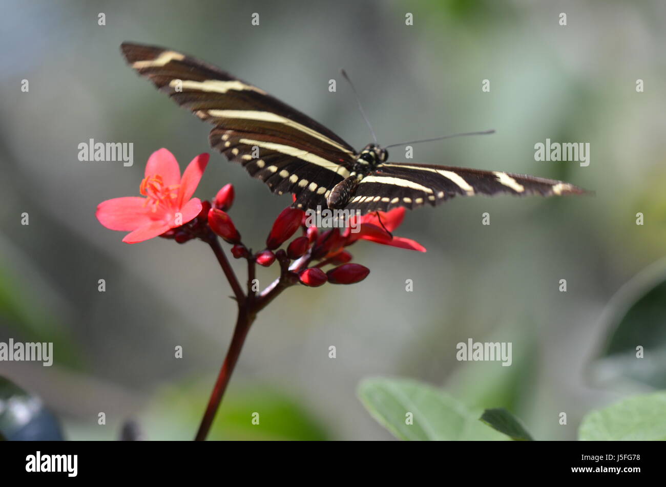 Zebra Longwing Butterfly (Heliconius charitonius) sul fiore rosso, Florida, Stati Uniti Foto Stock