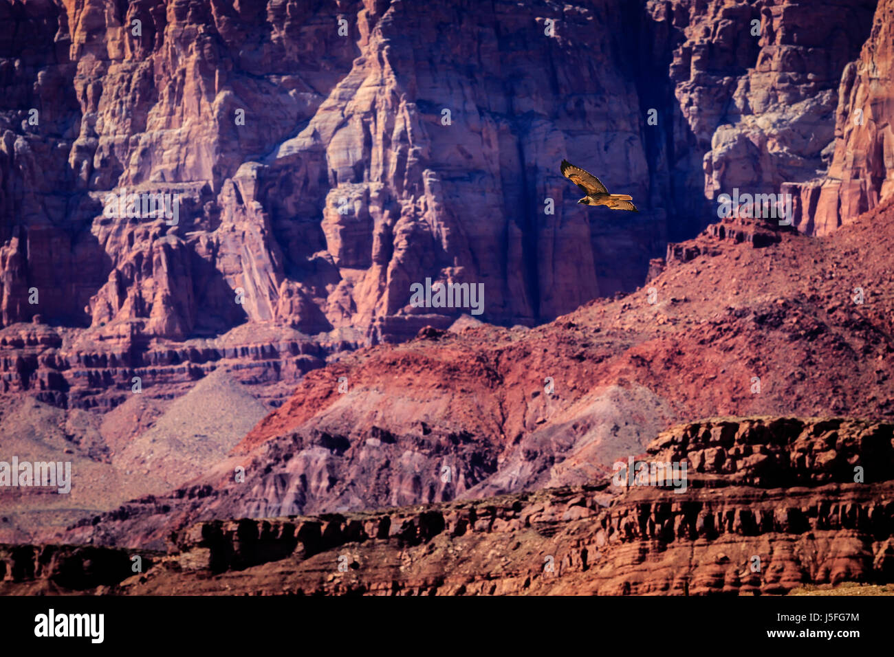 Un Rosso Tailed Hawk a svettare su strati di colore rosso di Marble Canyon della parte superiore del Fiume Colorado. Foto Stock