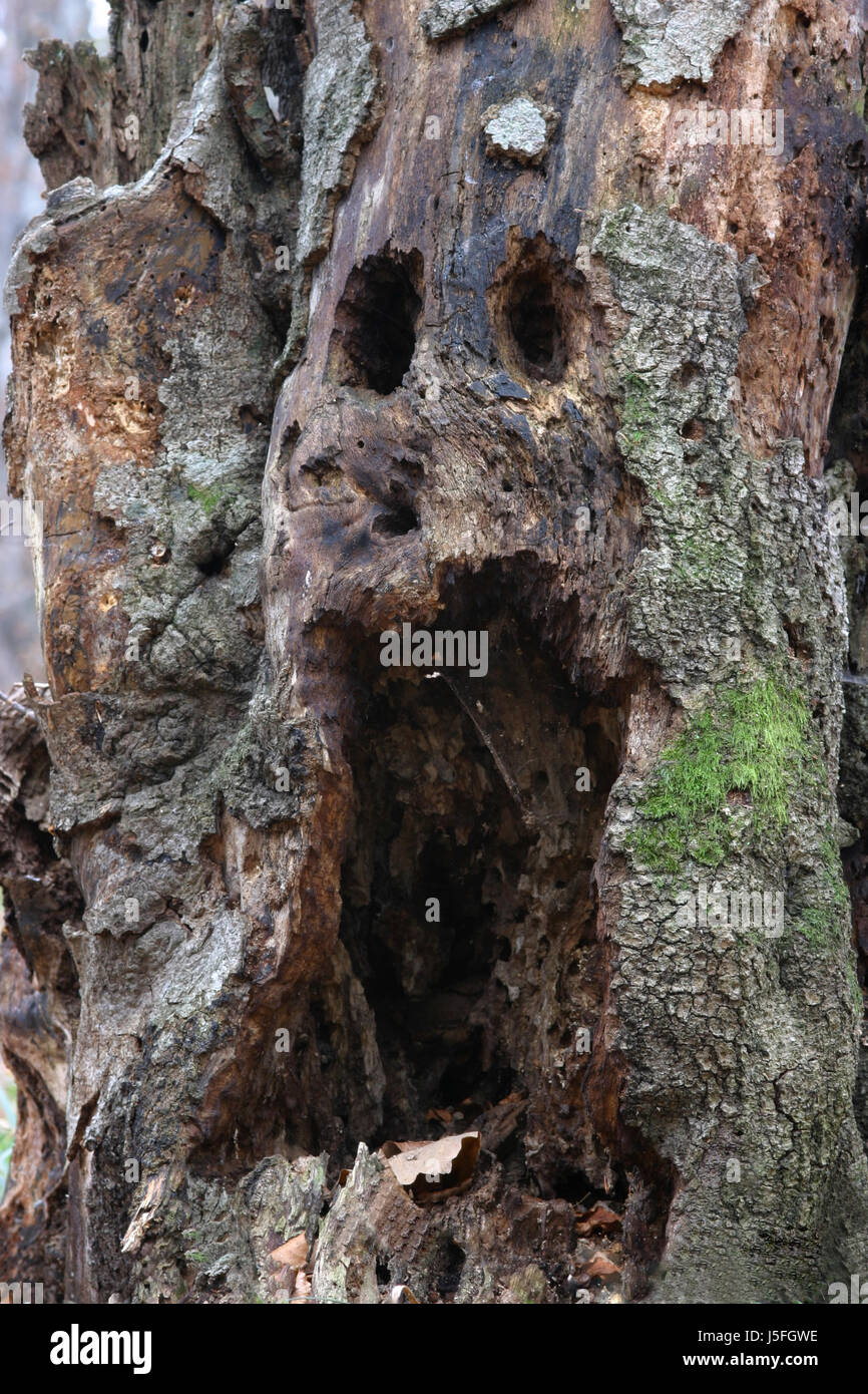 Albero tronco di legno faccia corteccia fantasy ghost uncanny fiaba immaginazione grimace Foto Stock