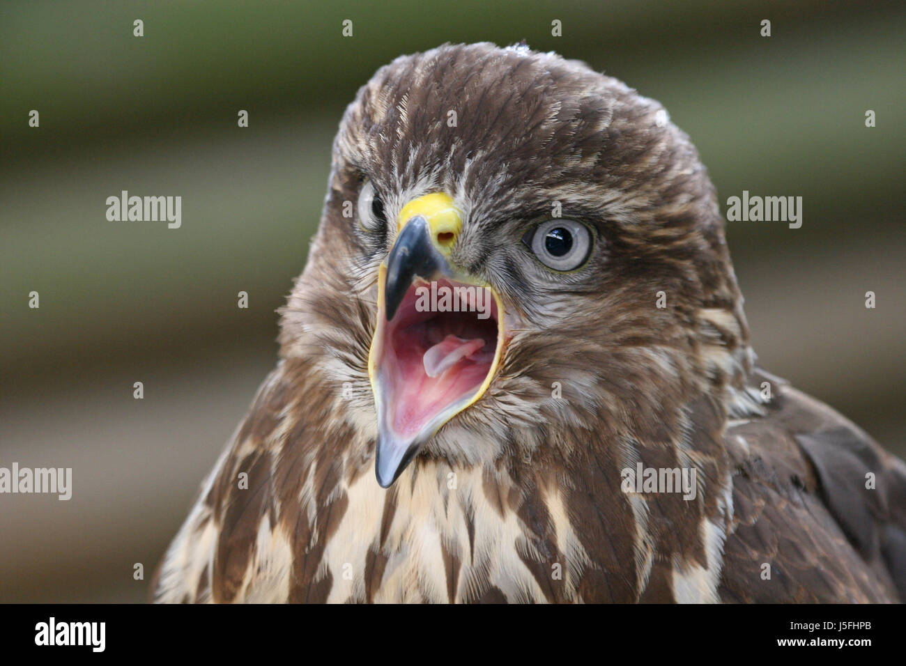Bird bocca lingua raptor uccelli rapaci becco aperto a Poiana becchi di chiamata Foto Stock