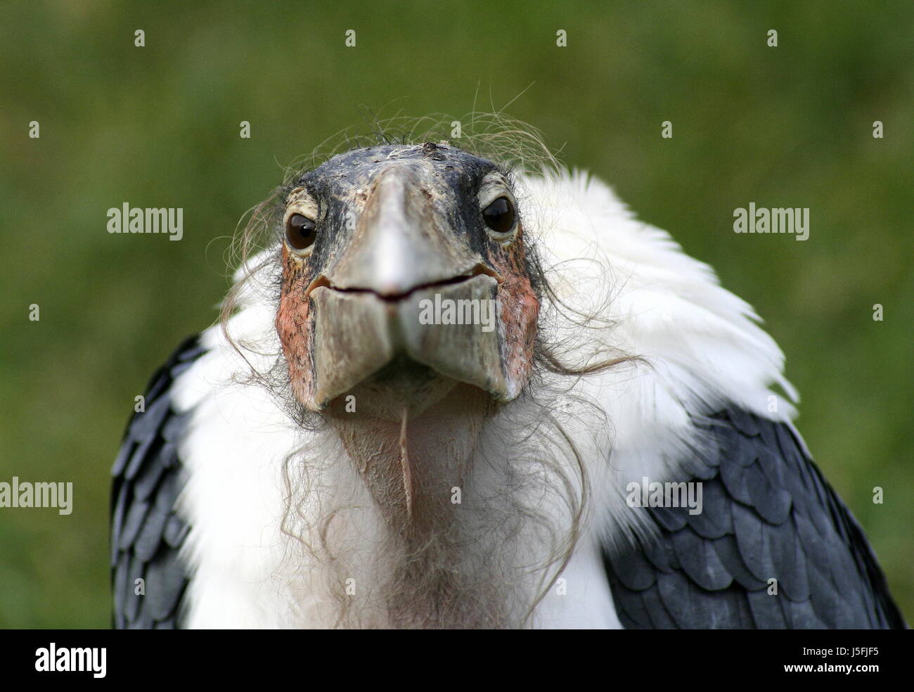 Uccelli uccelli peli piume becco vulture scavenger stork rostri carrion marabou Foto Stock