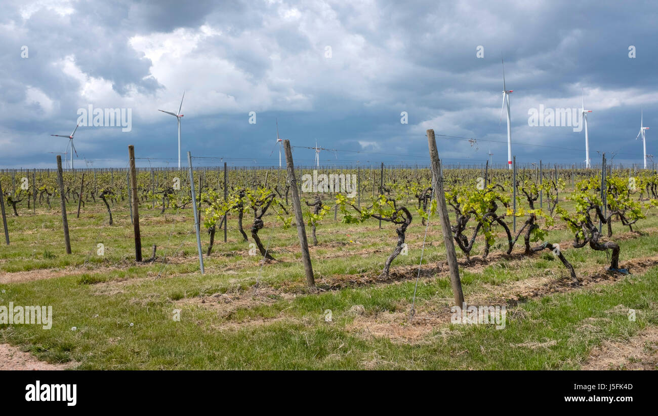 Le turbine eoliche e vigneti vicino a Bockenheim / Weinstraße, Renania-Palatinato, Germania Foto Stock