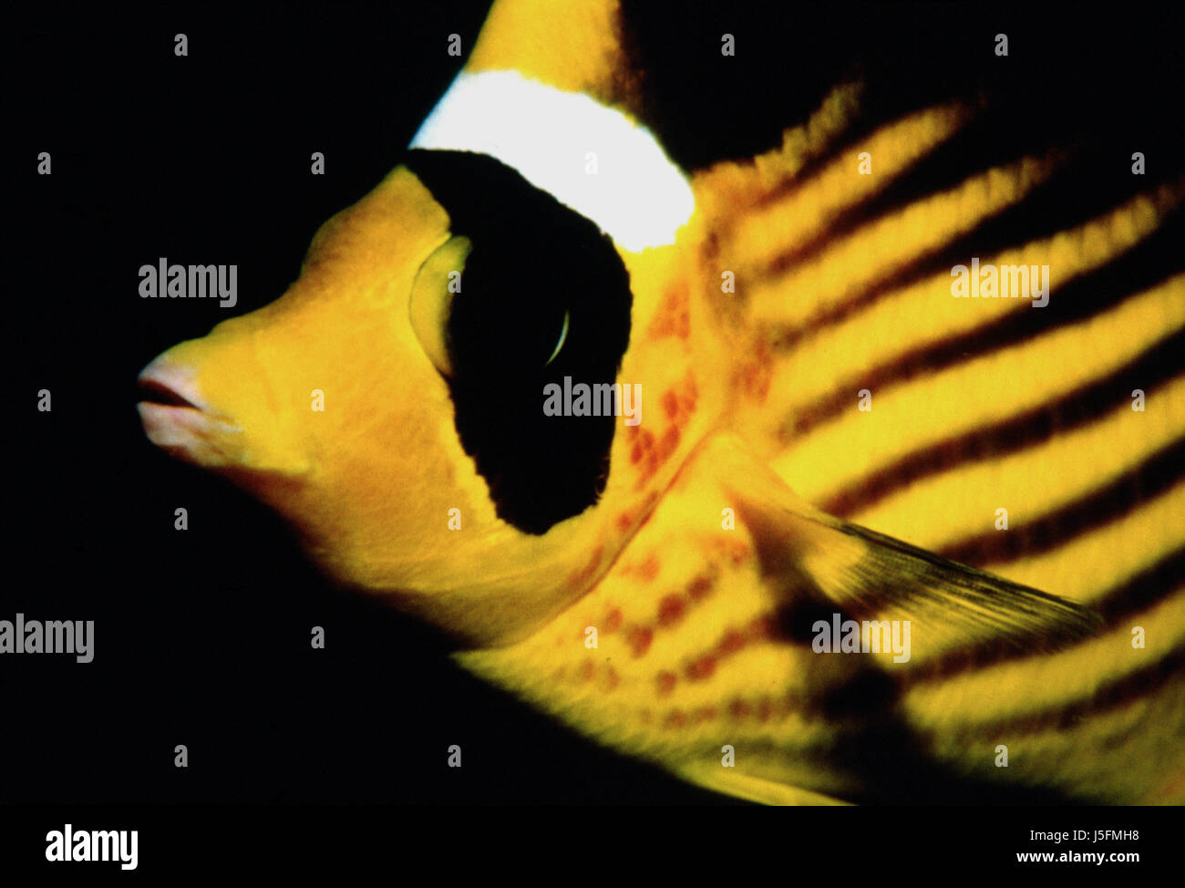 Pesce sale subacquea acqua acqua immersioni oceano mare giallo djiddah butterflyfish Foto Stock