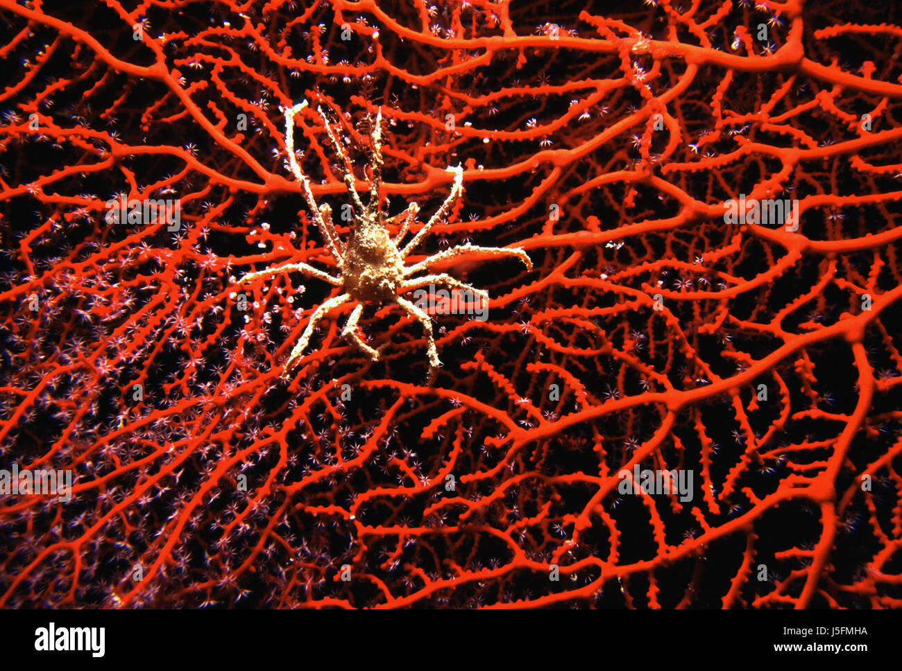 Sale di subacquea acqua acqua dive granchio di mare rosso corallo djiddah granchio Foto Stock