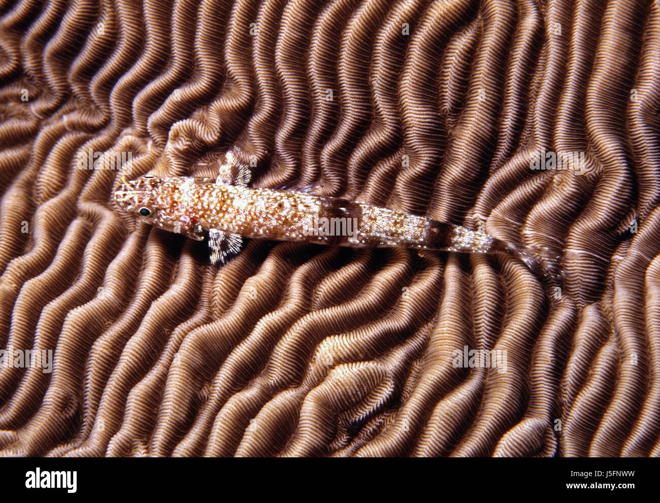 Eidechsenfisch sul cervello coral Foto Stock