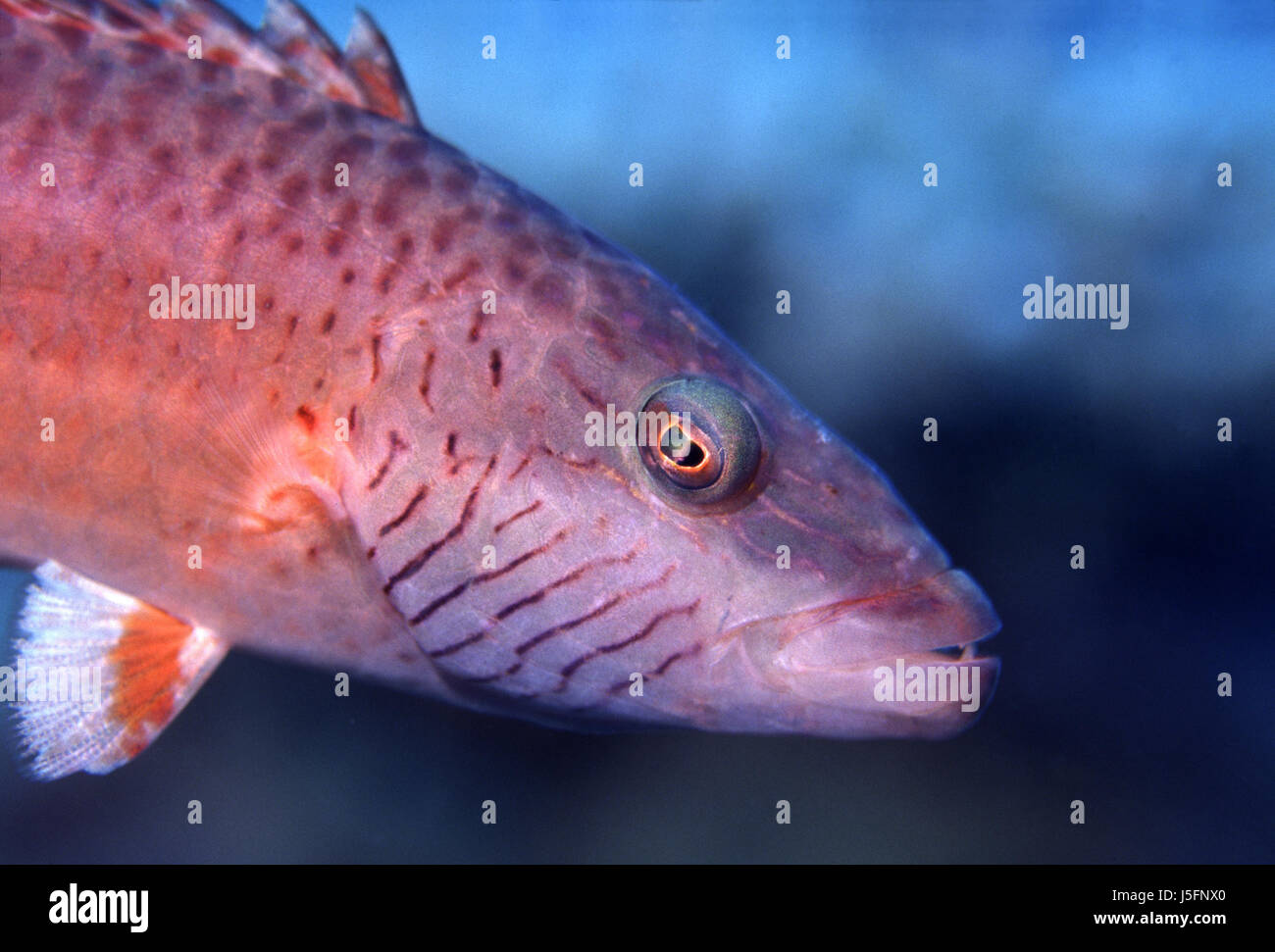 Colorato colorato splendida molteplici riccamente colorata occhio di pesce di profondità d'organo Foto Stock