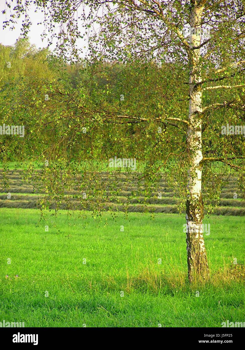 Trunk verde agricoltura agricoltura albero a foglie decidue vuoto europeo fieno caucasica Foto Stock
