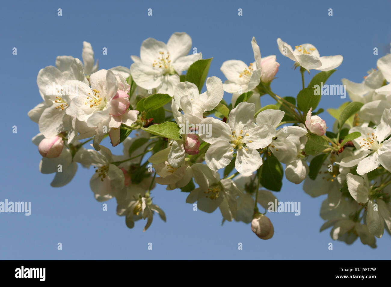 Fioritura ornamentale Foto Stock