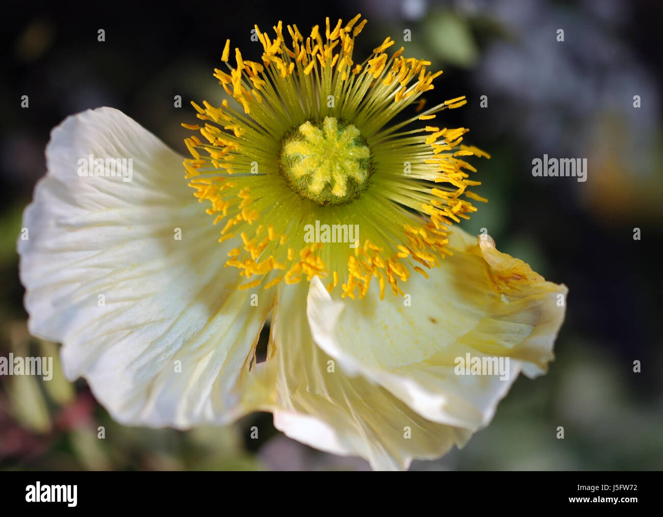 Lascia la levetta di papavero pianta natura lascia una creatura di papavero levetta erba di natura vegetale Foto Stock