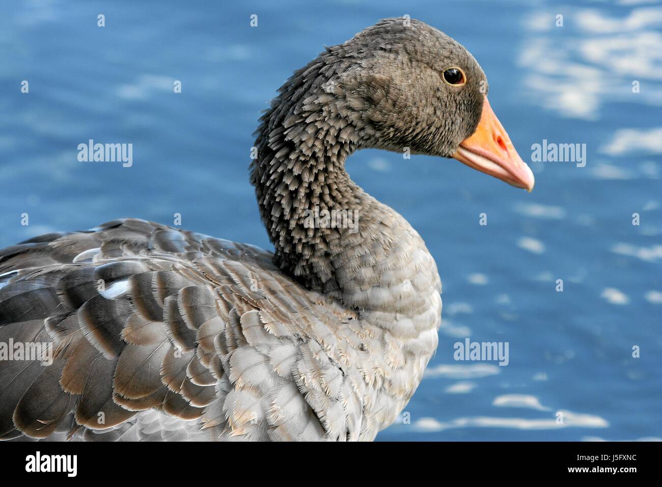 Acque,l'ala,duck,aquatics,oche,giù,l'acqua,visto,animali Foto Stock