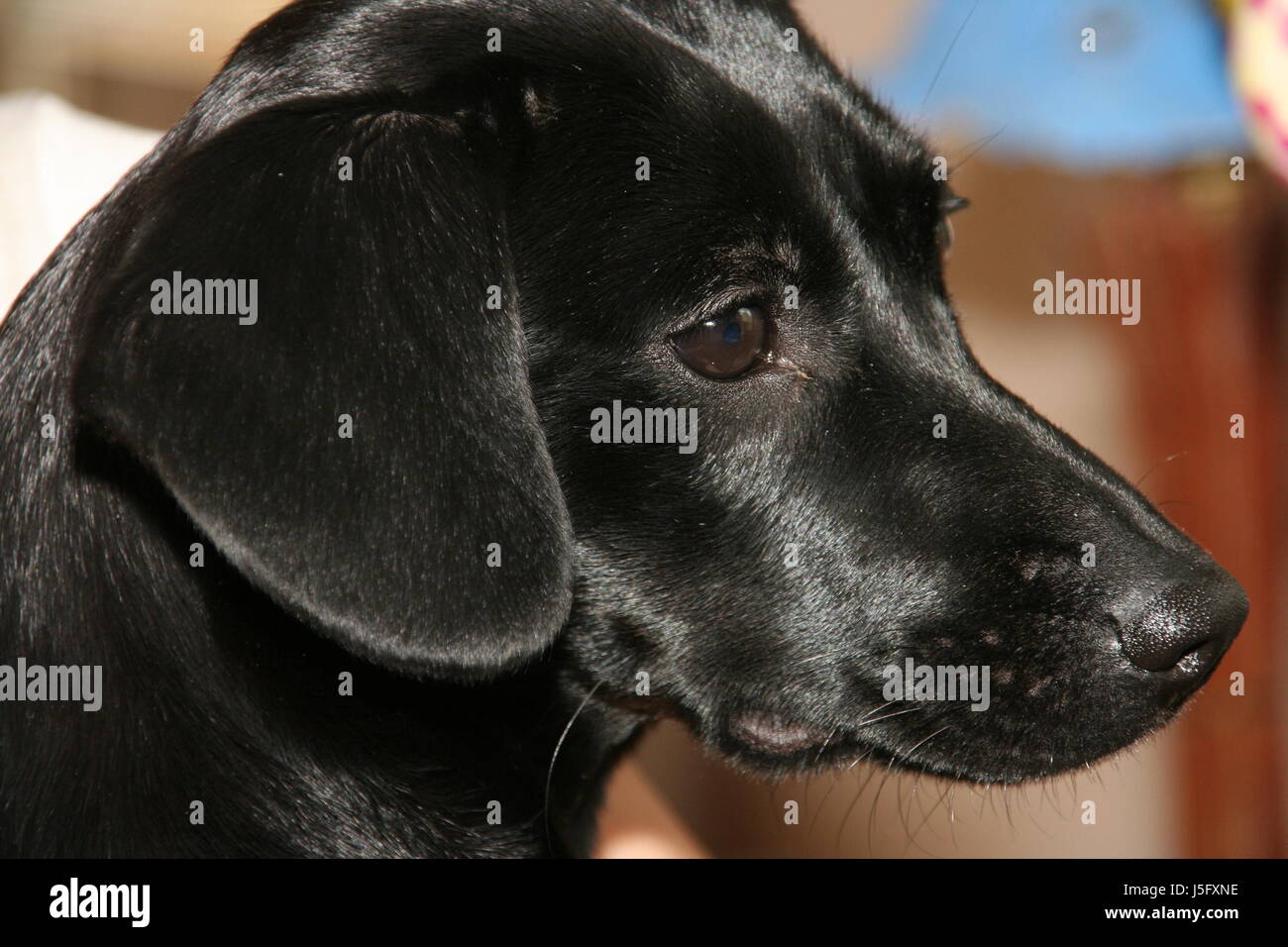 Animali domestici,quadruped,cani,dog,mongrel,trama,labrador,animali,tierfutter Foto Stock