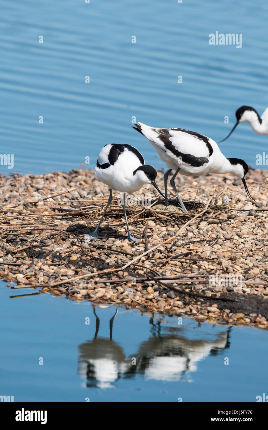 Avocette (Recurvirostra avosetta) attorno a piedi il loro nido Foto Stock
