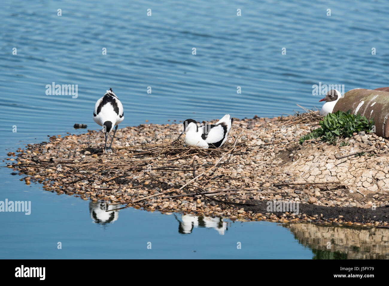 Avocette (Recurvirostra avosetta) sul loro nido Foto Stock