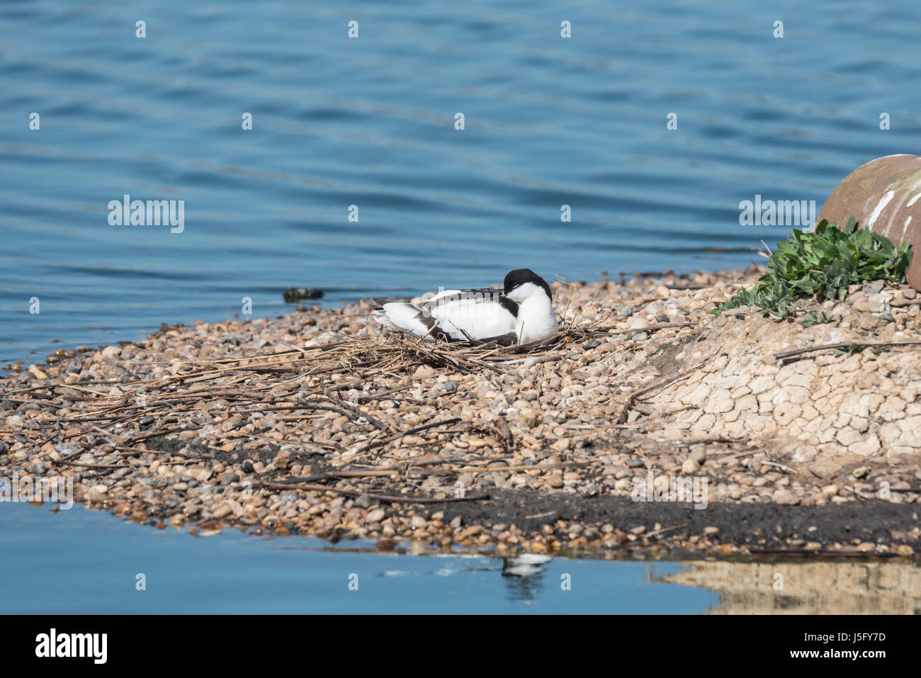 Avocet (Recurvirostra avosetta) sul suo nido Foto Stock