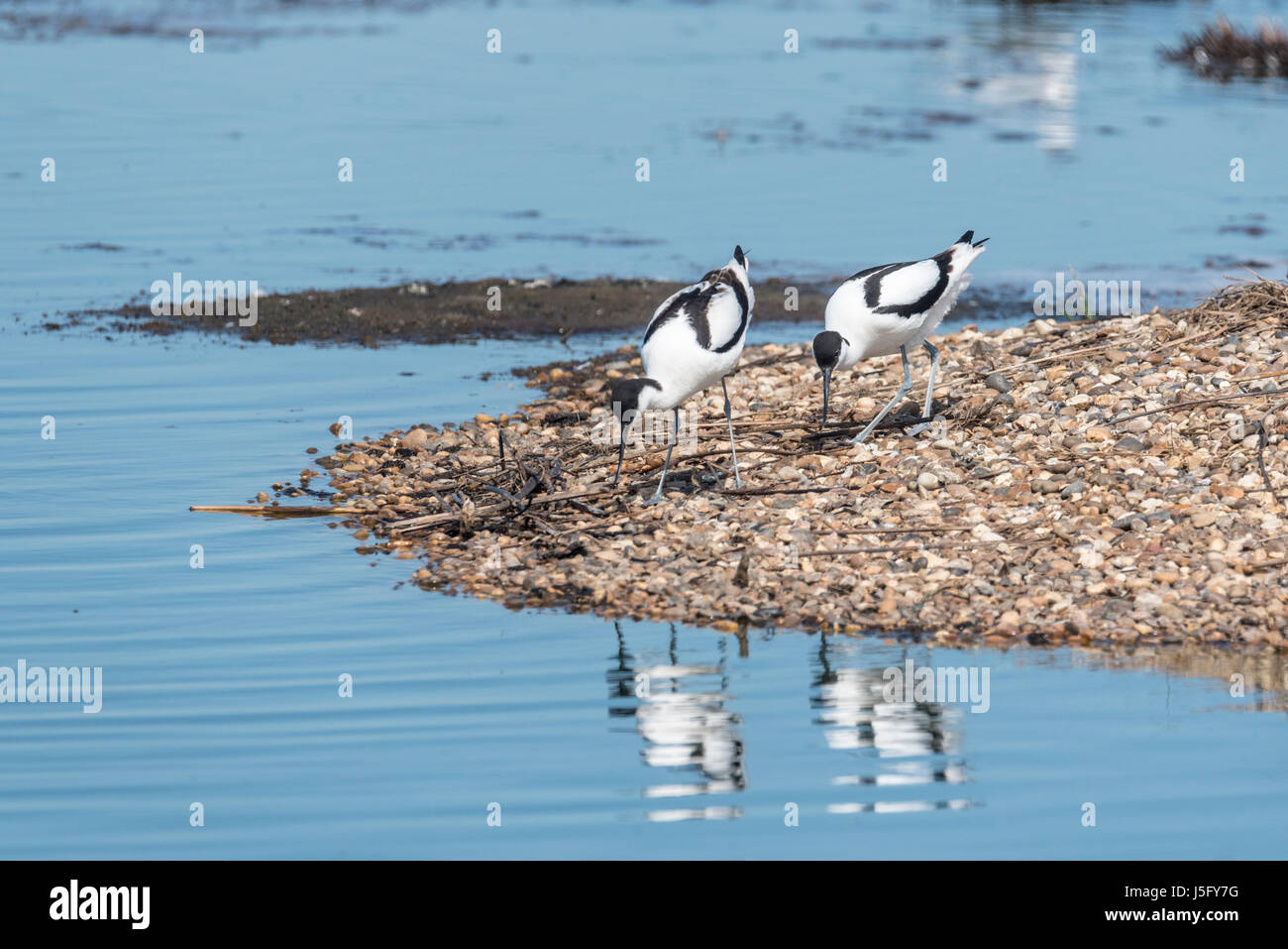 Avocette (Recurvirostra avosetta) attorno a piedi il loro nido Foto Stock