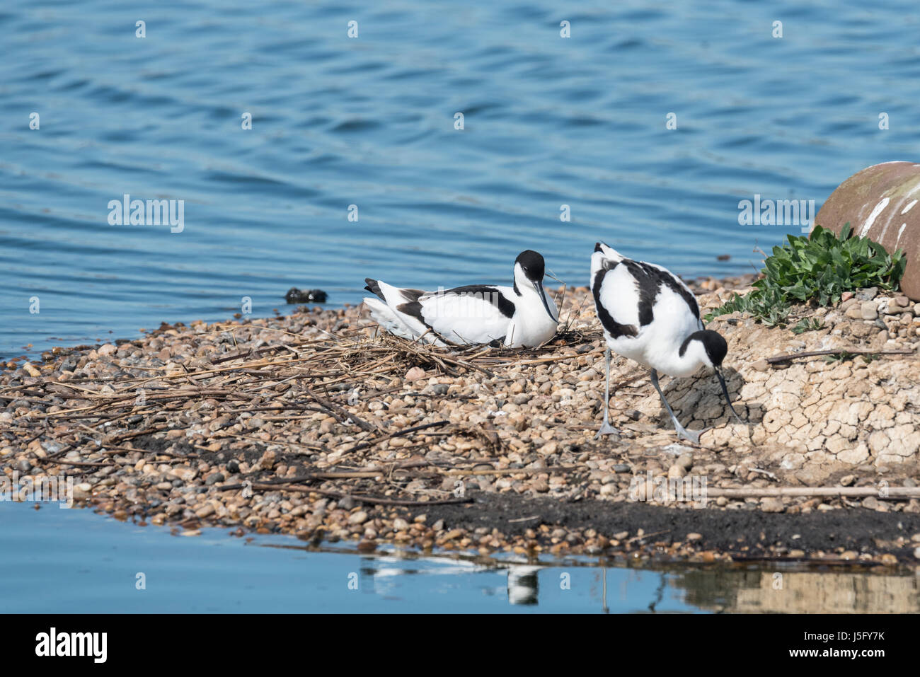 Avocette (Recurvirostra avosetta) sul loro nido Foto Stock