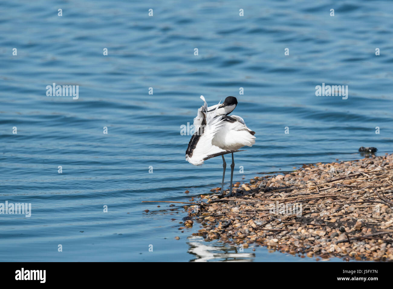 Avocet (Recurvirostra avosetta) preening Foto Stock