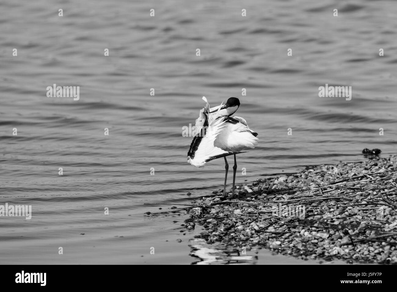 Avocet di preparazione (Recurvirostra avosetta) Foto Stock