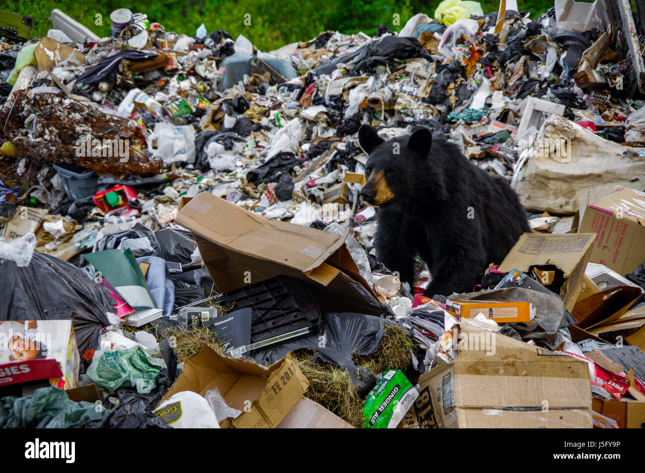 Recare presso la discarica in Lutsel K'e, NWT, Northwest Territories, Canada Foto Stock