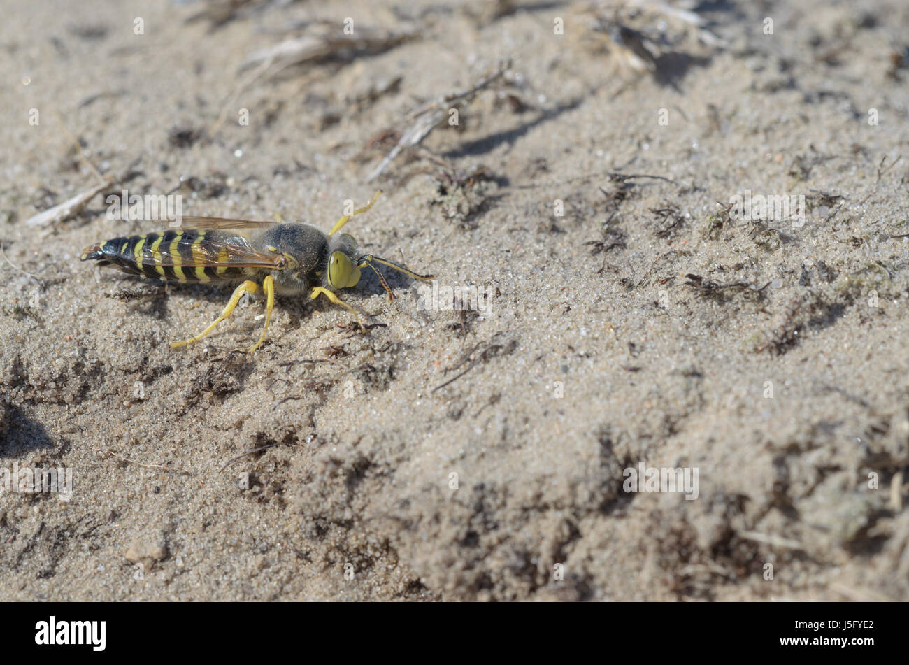 Sabbia Wasp, femmina - Bembix rostrata Foto Stock