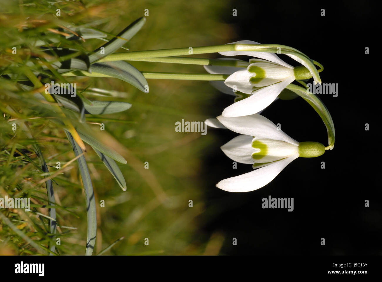 Piante e fiori fioriscono verde fiore fiorire fiorente vuoto caucasici europei Foto Stock