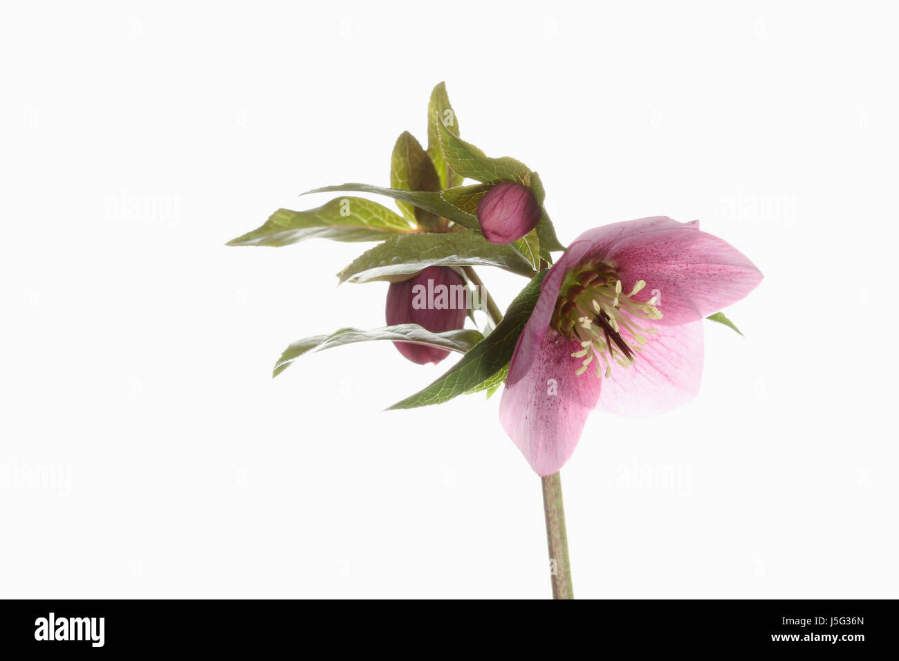 L'elleboro, Helleborus, Studio shot di venature rosa scuro fiore sulla testa dello stelo. Foto Stock