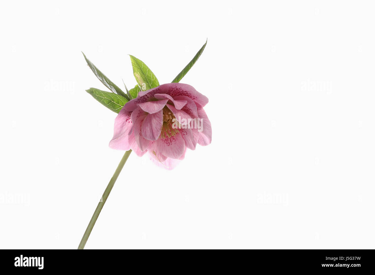 L'elleboro, Helleborus, Studio shot di fiore rosa testa sul gambo. Foto Stock