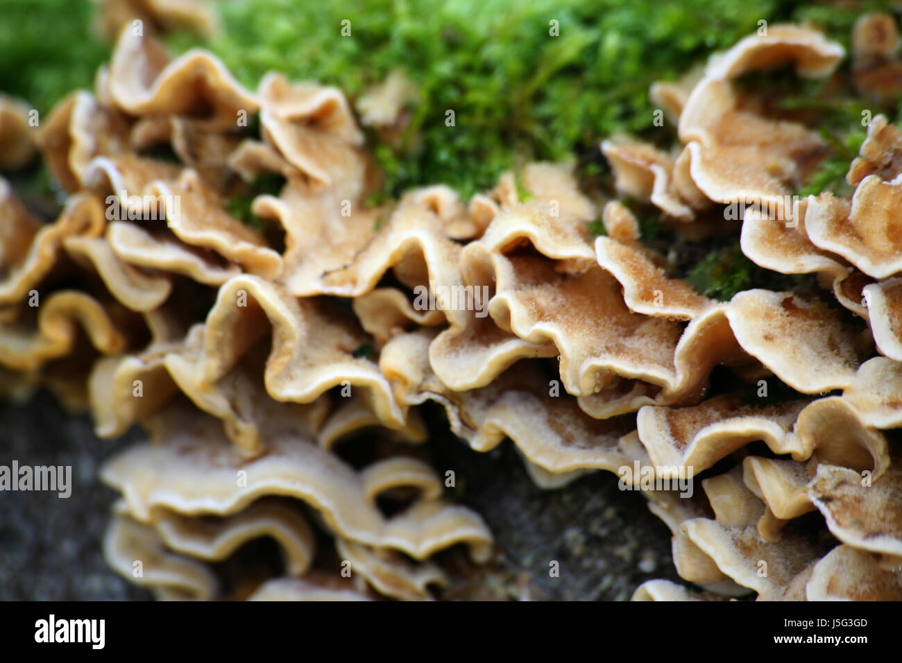 Tree trunk verde della flora contrasto frost moss funghi fungo fungo forest Foto Stock