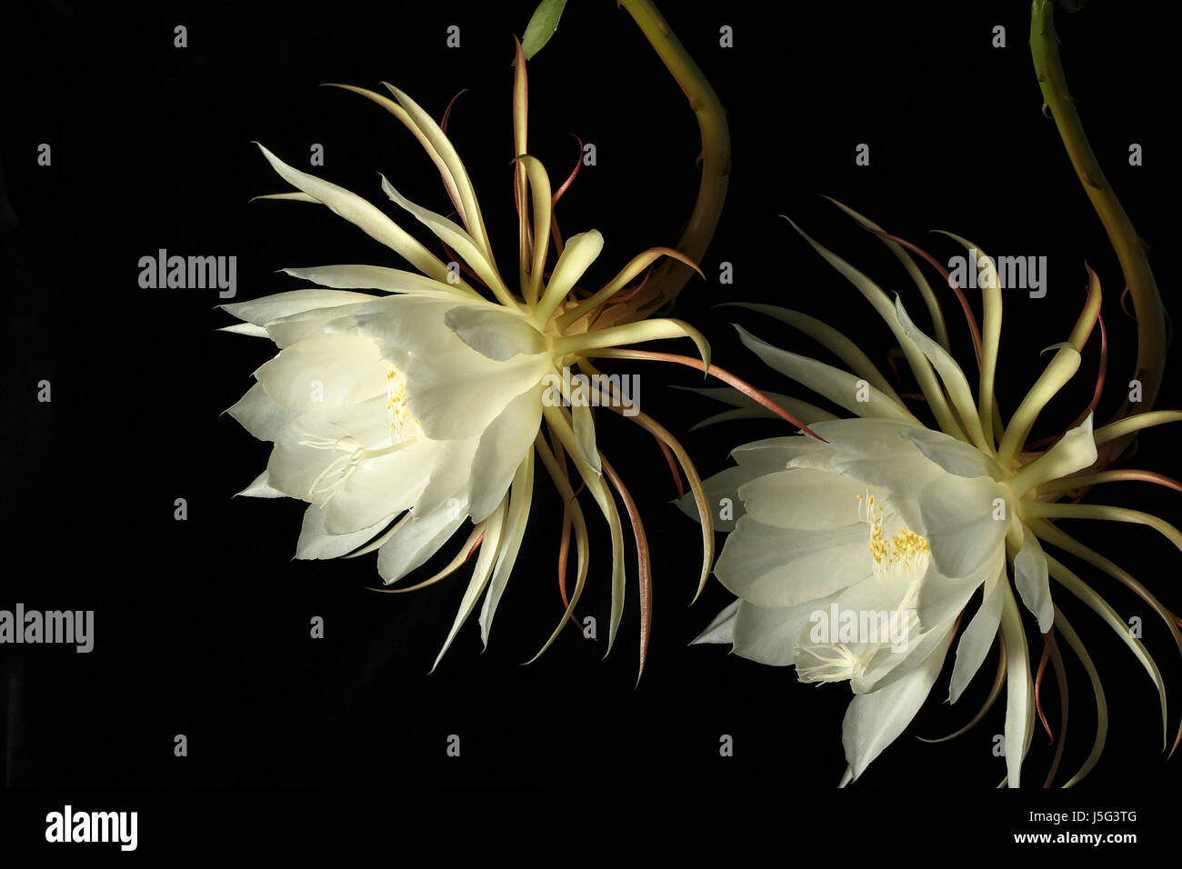 Cactus, Orchidea cactus, Epiphyllum cultivar, fiore di notte, Exootic fiori bianchi su sfondo nero. Foto Stock