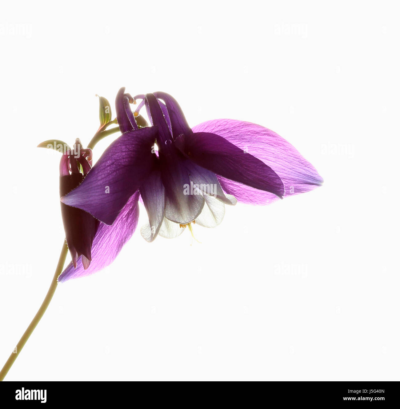 Aquilegia, aquilegia alpina, unico stelo della pianta con leggermente sceso viola chiaro set testa contro un puro sfondo bianco. Foto Stock