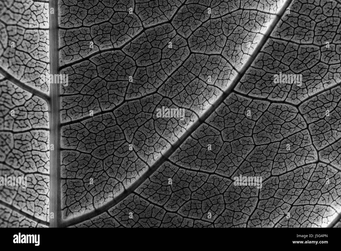 Foglia a infrarossi Texture con visibile Stomata che ricopre la superficie lo strato di epidermide Foto Stock