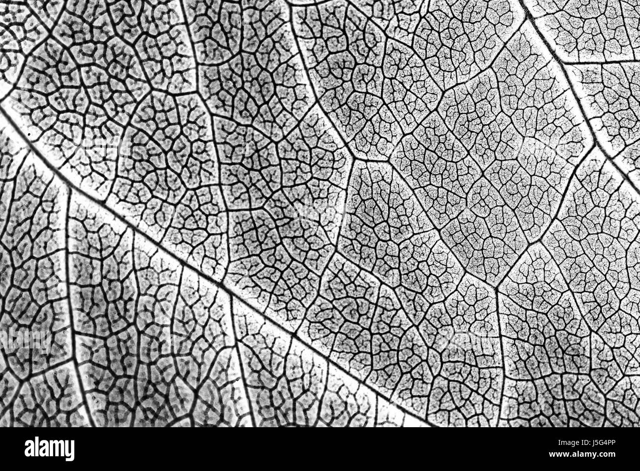 Foglia a infrarossi Texture con visibile Stomata che ricopre la superficie lo strato di epidermide Foto Stock