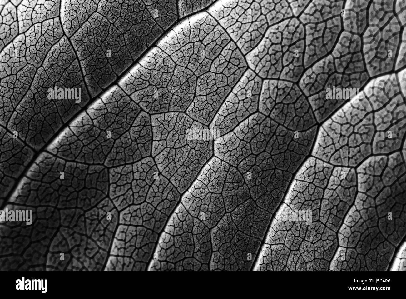 Foglia a infrarossi Texture con visibile Stomata che ricopre la superficie lo strato di epidermide Foto Stock