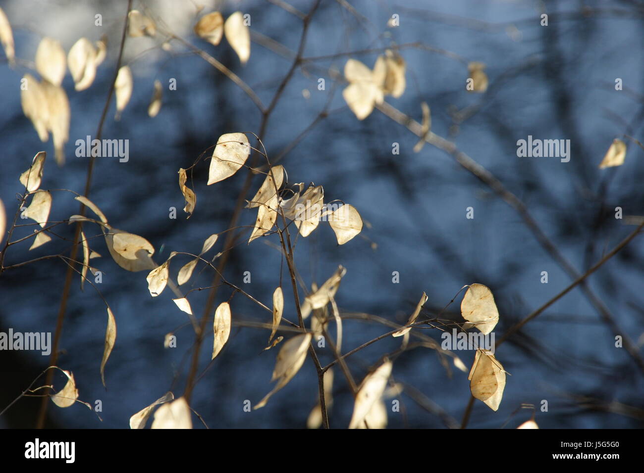 Blu fiore pianta flora botanica argento impianto decorativo navi di semi di sfocatura Foto Stock