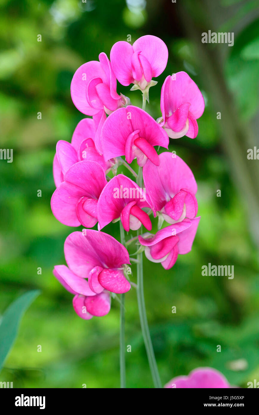 Pisello dolce, Eterno pisello dolce, Lathyrus latifolius, steli di fiori di colore rosa crescente all'aperto. Foto Stock