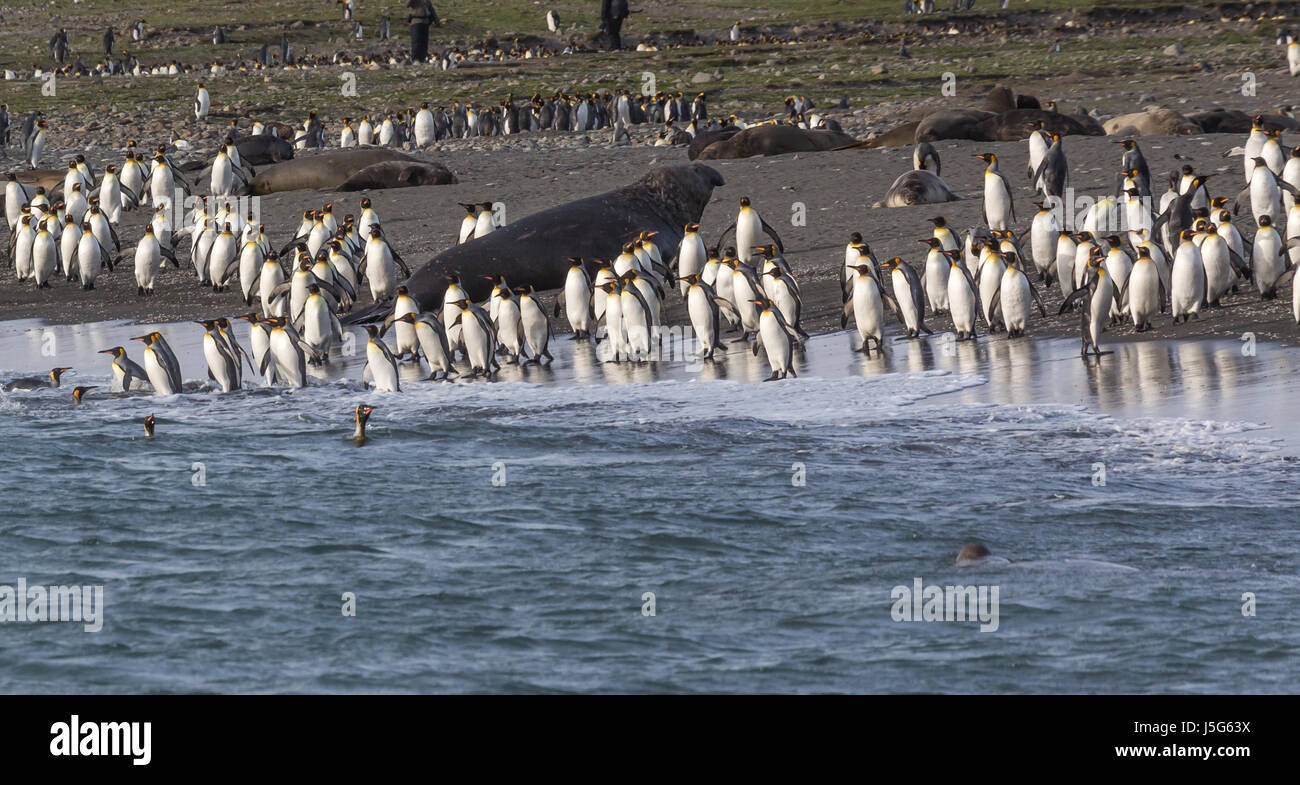 Centinaia di Re pinguini andando e venendo in mare di pesci Foto Stock