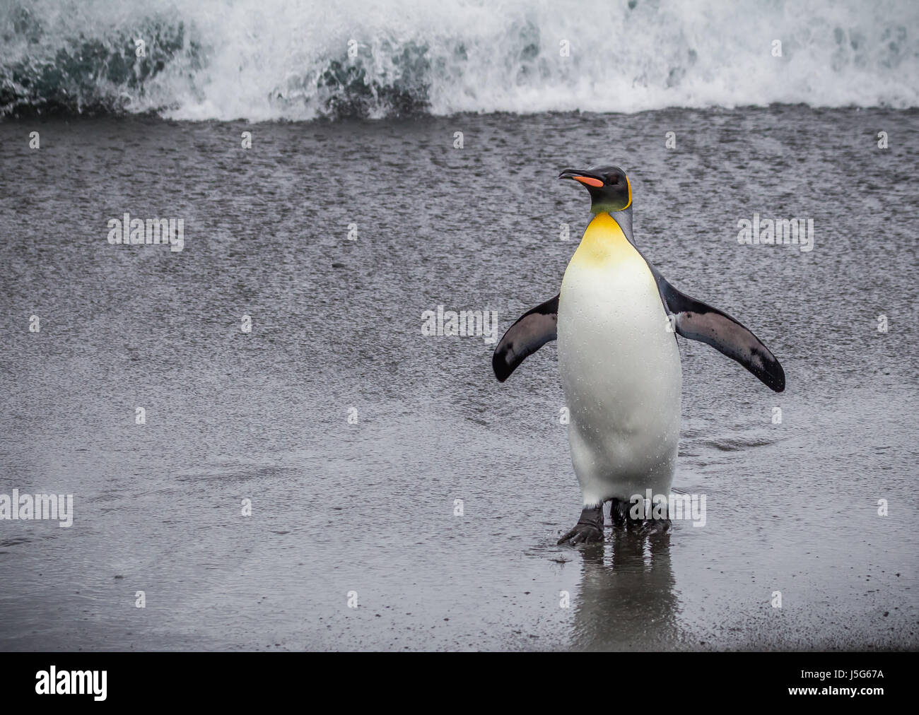 Pinguino reale di ritorno dal mare Foto Stock