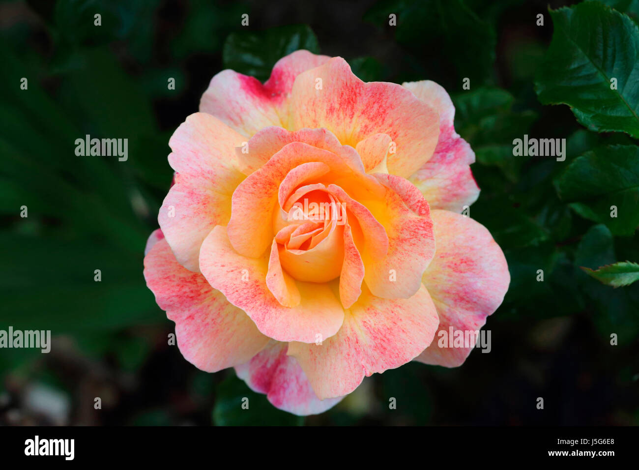 Rosa, Rosa, Singolo colore pesca crescente fiore all'aperto. Foto Stock