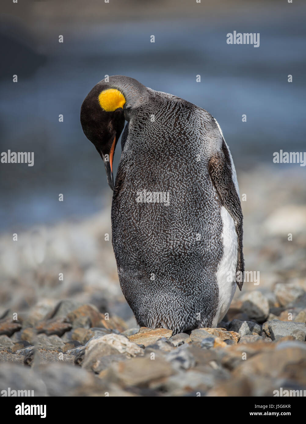 Preening pinguino reale nella primavera sheding cappotto invernale Foto Stock